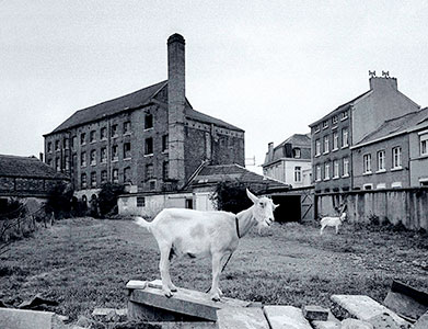 Ziegen auf Brache vor altem Industriegebäude