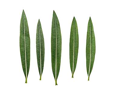 5 Oleanderblätter