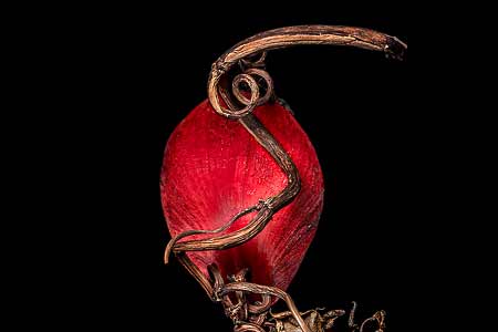rotes Amaryllisblatt mit einem Zweig vom jap.Staudenknöterich