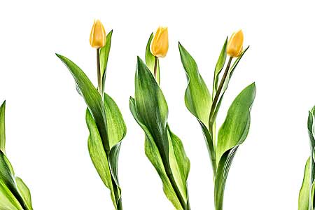 3 gelbe Tulpen