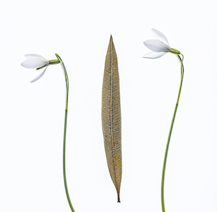 Foto der Serie ‚Pflanzen‘